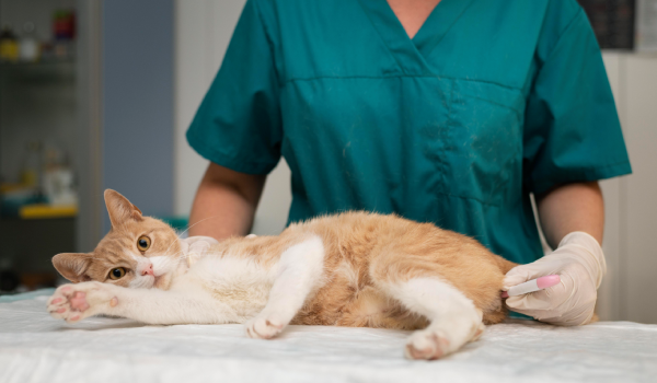 Serviço Internamento - Clínica Veterinária Bolt