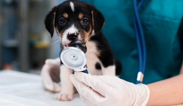 Serviço Ecocardiograma - Clínica Veterinária Bolt